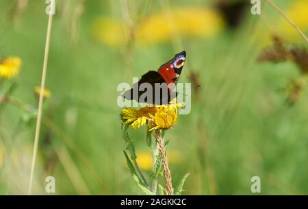 Tagpfauenauge Fütterung auf Chilianthus Burch. Oder Sommerflieder Buddleja, Blumen Stockfoto