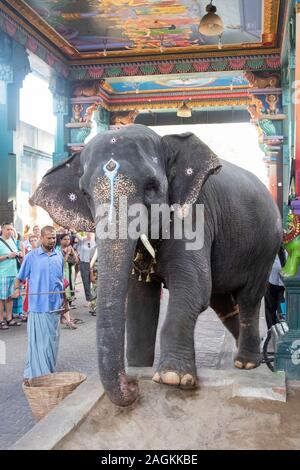 Mahout, Elefant Lakshmi zu der Position, für die Segnung der Gläubigen außerhalb Manakula Vinyagar Tempel in Puducherry, Tamil Nadu, Indien Stockfoto