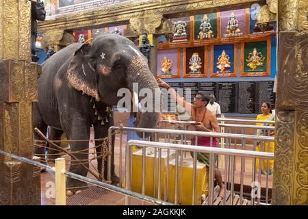 Priester Anbetung Elefant Lakshmi in Manakula Vinyagar Tempel, Puducherry, Pondicherry, Tamil Nadu, Indien Stockfoto