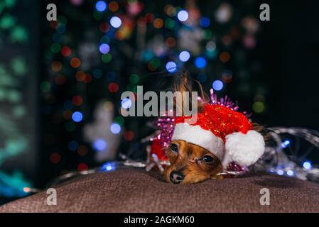 Der Toy Terrier ist ein gelbes New Year's Hund. Stockfoto