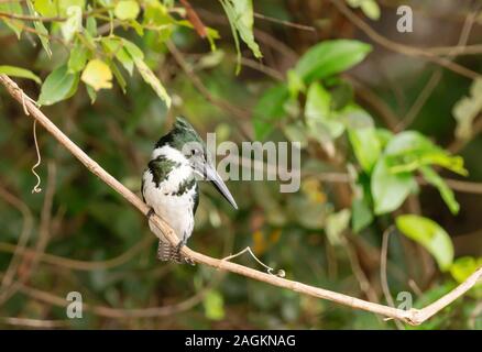 Nahaufnahme von einem grünen Kingfisher thront auf einem Zweig, Pantanal, Brasilien. Stockfoto