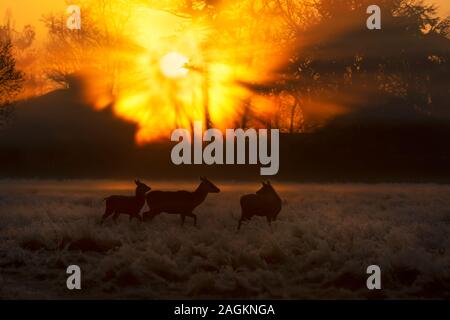 Gruppe von Red deer Hinds bei Sonnenaufgang im Winter, UK. Stockfoto