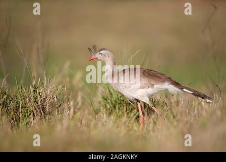 Nahaufnahme eines Red legged seriema Wandern in Gras, Pantanal Brasilien. Stockfoto