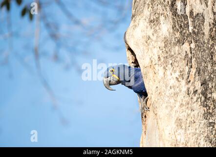 Nahaufnahme eines Hyazinthara Nester in einem Baum Loch, Süd Pantanal, Brasilien. Stockfoto