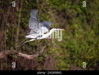 Nahaufnahme eines Cocoi Reiher im Flug, Pantanal, Brasilien. Stockfoto