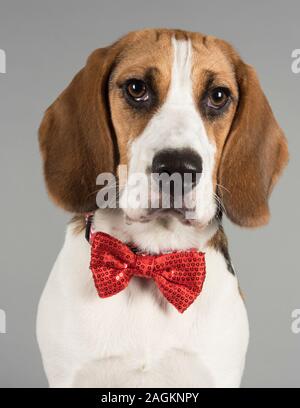 Der beste gekleidete Beagle der Stadt! GROSSBRITANNIEN Stockfoto