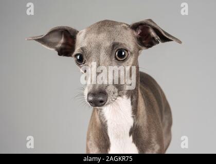 Porträt eines italienischen Greyhound (Hündin) Haustier Hund in Großbritannien Stockfoto