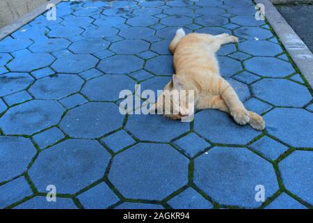 Eine große Ginger cat Schlafen auf der Seite auf blauen Pflasterstein Bürgersteig, selektiven Fokus Stockfoto