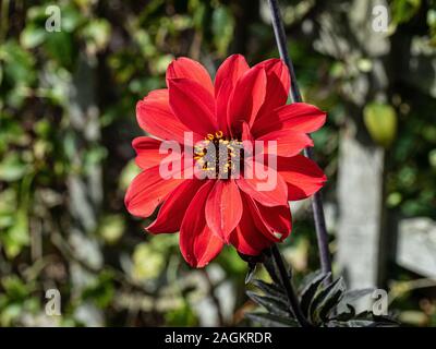 Eine Nahaufnahme von einer einzigen Blume der tiefen roten Dahlie Bischof von landaff Stockfoto