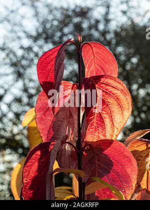 Die bunten Blätter im Herbst von Cornus alba durch strahlenden Sonnenschein, mit Hintergrundbeleuchtung Stockfoto