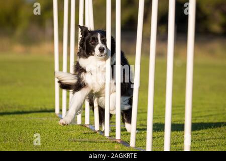 Ein Border Collie der Aushandlung der Webart Pole in Agility Wettbewerb. Stockfoto