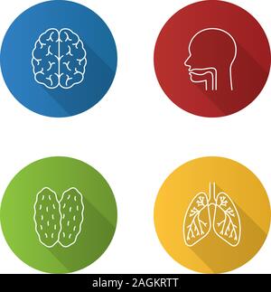 Innere Organe flache Lineare lange Schatten Symbole gesetzt. Gehirn, Mundhöhle, Thymus, Lungen, Bronchien und Bronchiolen. Vektor Kontur Abbildung Stock Vektor