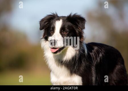 Nahaufnahme eines jungen Schwarz-Weiß-Border Collie vor einem natürlichen Hintergrund mit weichem Fokus. Stockfoto