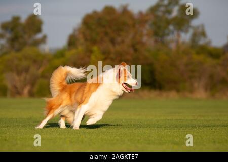 Eine rot-weiße Border Collie läuft auf grünem Gras. Stockfoto