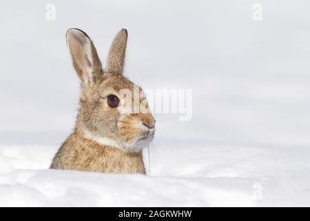 Eine wilde Cottontail Rabbit ergibt sich aus einem schweren, Schneefall Stockfoto