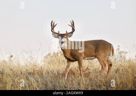 Buck Whitetail Deer in der grasartigen Wiese mit klarem Himmel hinter ihm Stockfoto