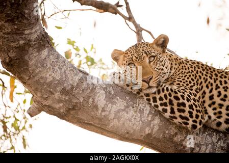 Nahaufnahme eines Leoparden, der auf einem Baum liegt Blick in die Ferne Stockfoto