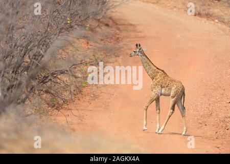 Selektive Fokusaufnahme einer Giraffe, die herumläuft Stockfoto