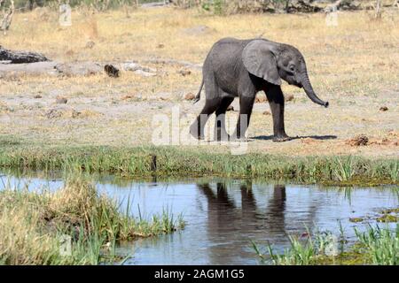 Baby afrikanischen Elefanten wandern Moremi Nationalpark Moremi Wildlife Park Botswana Africaark Stockfoto