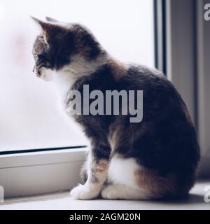 Kätzchen saß auf der Fensterbank und Blick aus dem Fenster. Stockfoto