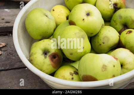 Faule grüne Äpfel liegen in einer Schüssel auf den alten Platten Stockfoto