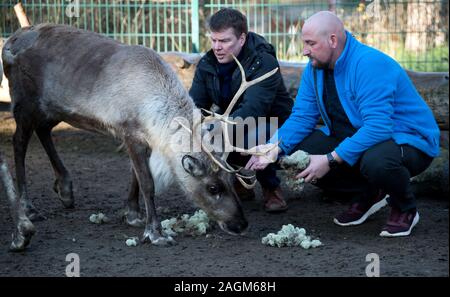 20 Dezember 2019, Sachsen-Anhalt, Halle (Saale): Sebastian Werner (r), Projektleiter des Paritätisches Sozialwerk und Pekka Paaso, Trader im Finnischen Dorf auf dem Weihnachtsmarkt in Halle, das Füttern der Rentiere der Farm auf dem Goldberg in Halle/Saale. Der Polar moss Paaso jäkälä wurde von der Finnischen Insel Hailouto gebracht (2400 Kilometer von Halle). Die Tiere besonders wie diese Delikatesse. Die Rentiere kommen aus Halle der Finnischen Partnerstadt Oulu. Foto: Hendrik Schmidt/dpa-Zentralbild/ZB Stockfoto