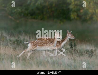 Damwild Hinds läuft mit Studley Royal Deer Gleichheit, in der Nähe von Bedale, North Yorkshire, England Stockfoto