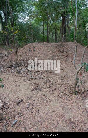 Komodo Dragon Nest in verlassenen megapode Nest oder Self-nesting Loch gegraben, Komodo National Park Indonesien Stockfoto