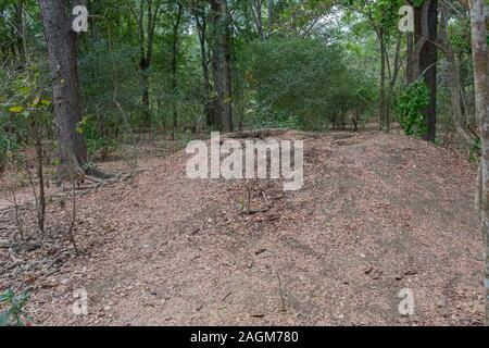 Komodo Dragon Nest in verlassenen megapode Nest oder Self-nesting Loch gegraben, Komodo National Park Indonesien Stockfoto