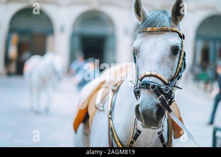 Portrait der Weltberühmten Lipizzaner Hengst legendären weißen Hengste Pferd vor. Spanische Hofreitschule Wien Stockfoto