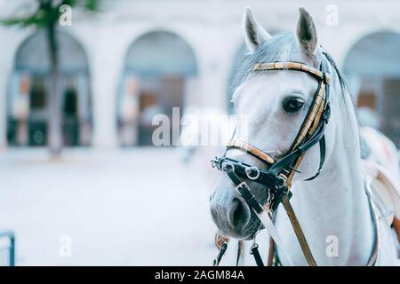 Portrait der Weltberühmten Lipizzaner Hengst legendären weißen Hengste Pferd. Spanische Hofreitschule Wien Stockfoto