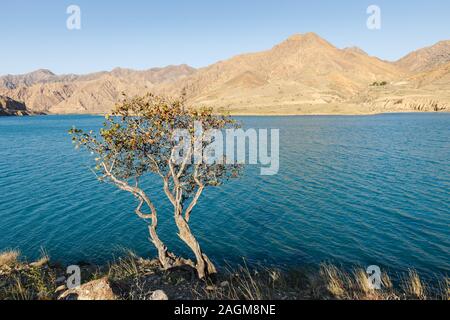 Einsamer Baum am Ufer des Flusses Naryn, der Fluss Naryn in den Tian Shan Gebirge, Kirgisistan Stockfoto