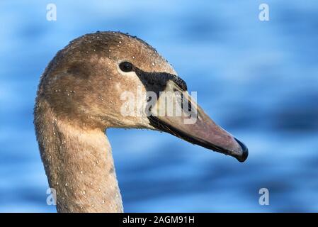 Kopf einer Mute swan Cygnet (Cygnus olor) Stockfoto