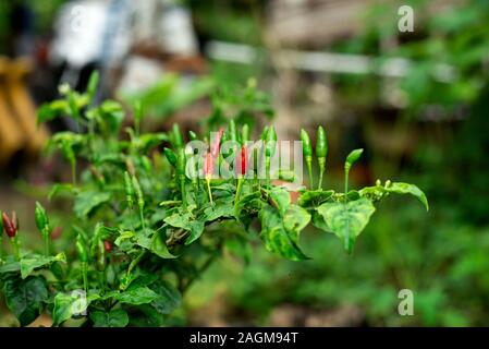 Padi Chili (Capsicum frutescens) Stockfoto