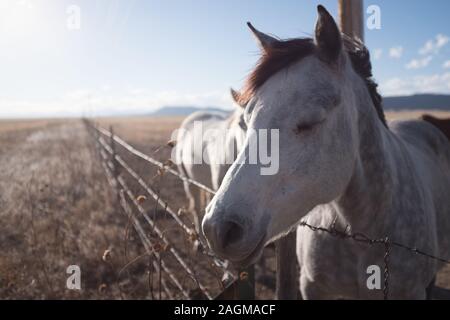 Nahaufnahme eines niedlichen weißen Pferdes mit geschlossenen Augen Auf dem Land Stockfoto