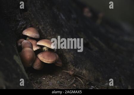 Nahaufnahme von kleinen Pilzen, die in der Nähe des Baumes wachsen Der Dschungel Stockfoto