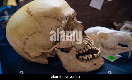 Eine Sammlung von bunten Keramik Schädel, close-up. Bemalte Schädel für Halloween und mexikanischen Tag der Toten Dekoration. Stockfoto