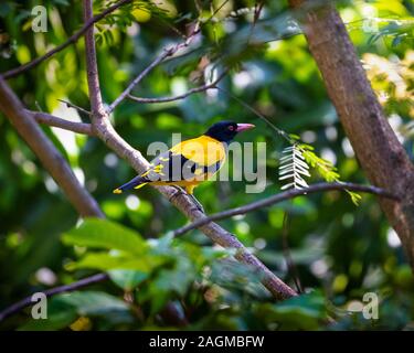 Die black-hooded Pirol (Oriolus xanthornus) ist ein Schmetterling (Tagfalter) aus der Familie der pirol der Vögel und ist ein Bewohner Züchter in tropischen Südasien f Stockfoto