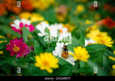 Bienenernte Nektar aus einer schönen Zinnia Angustifolia in der Mitten in einem bunten Feld Stockfoto