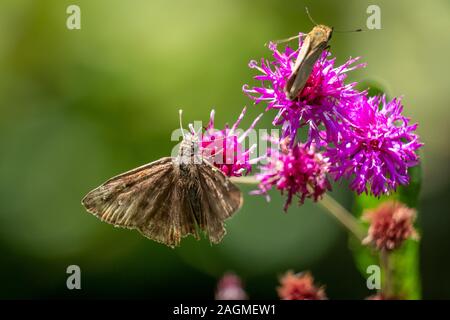 Fokus auf einem Horace duskywing Schmetterling eine Blüte mit einem feurigen Skipper im Hintergrund bei Yates Mühle County Park in Raleigh, North Carolina. Stockfoto