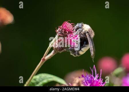 Eine amerikanische Bumblebee in Pollen bedeckt ist hart an einer Blume an Yates Mühle County Park in Raleigh, North Carolina. Stockfoto