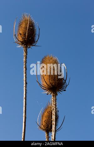 Drei Karde Samenköpfe Stockfoto