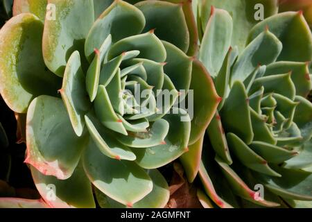 Zwei Echeveria Pflanzen Stockfoto