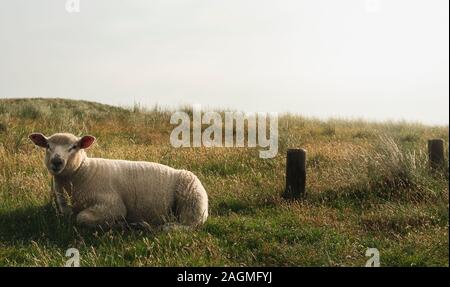 Baby Schaf liegend auf grünem Moos Weide, an sonnigen Sommertagen, auf Sylt an der Nordsee, Deutschland. Lamm auf der Wiese. Deutschen Bauernhof. Lustige Schafe. Stockfoto