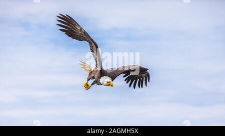 Der Weißkopfseeadler (haliaeetus leucocephalus) auf der Suche nach Fisch Stockfoto