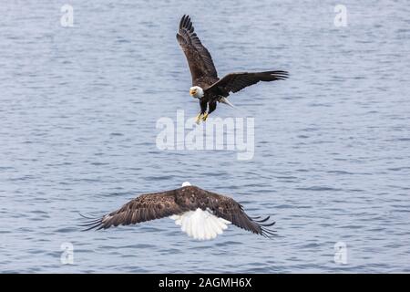 Zwei Seeadler (haliaeetus leucocephalus) kämpfen Stockfoto