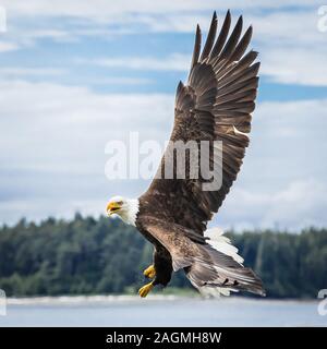 Kanadische Weißkopfseeadler (haliaeetus leucocephalus) fliegen in seinem Lebensraum und seiner schönen Gefieder Stockfoto