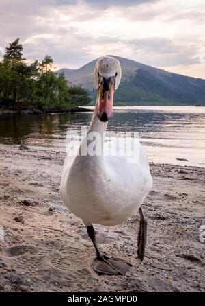 Kopf an Kopf mit einem höckerschwan auf Inchconnachan Insel auf Loch Lomond, Schottland. Stockfoto