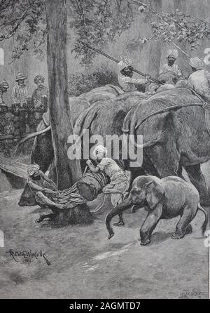 Digital verbesserte Reproduktion, Kleben von einem Gefangenen Elefanten in Indien, original Drucken aus dem Jahr 1899/ein Arbeitselefant wird eine einer Palme festgebunden, Indien Stockfoto