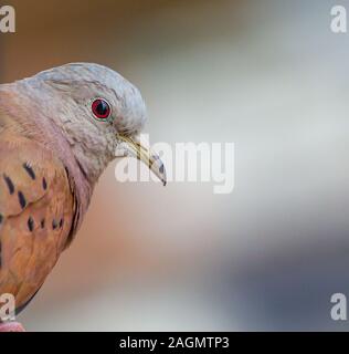 Torcaza (Zenaida Auriculata), es ist eine Art von Columbiform Vogel der Familie Columbidae von Südamerika. Er lebt in der Regel in Südamerika in Stockfoto